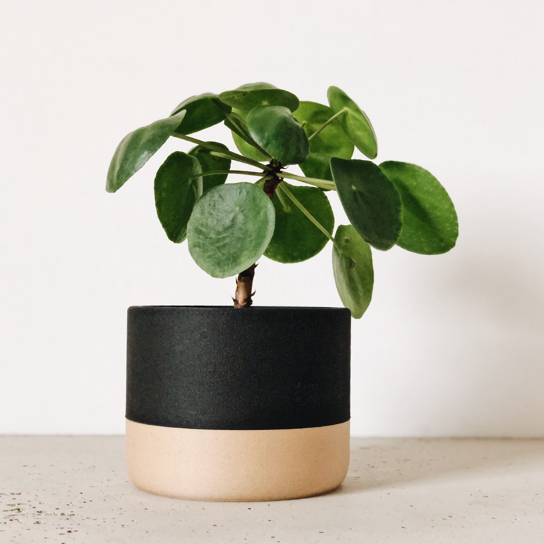 indoor plants nairobi Nairobi Decorative Plant Pot Online Saudi Arabia – Nora Gardens