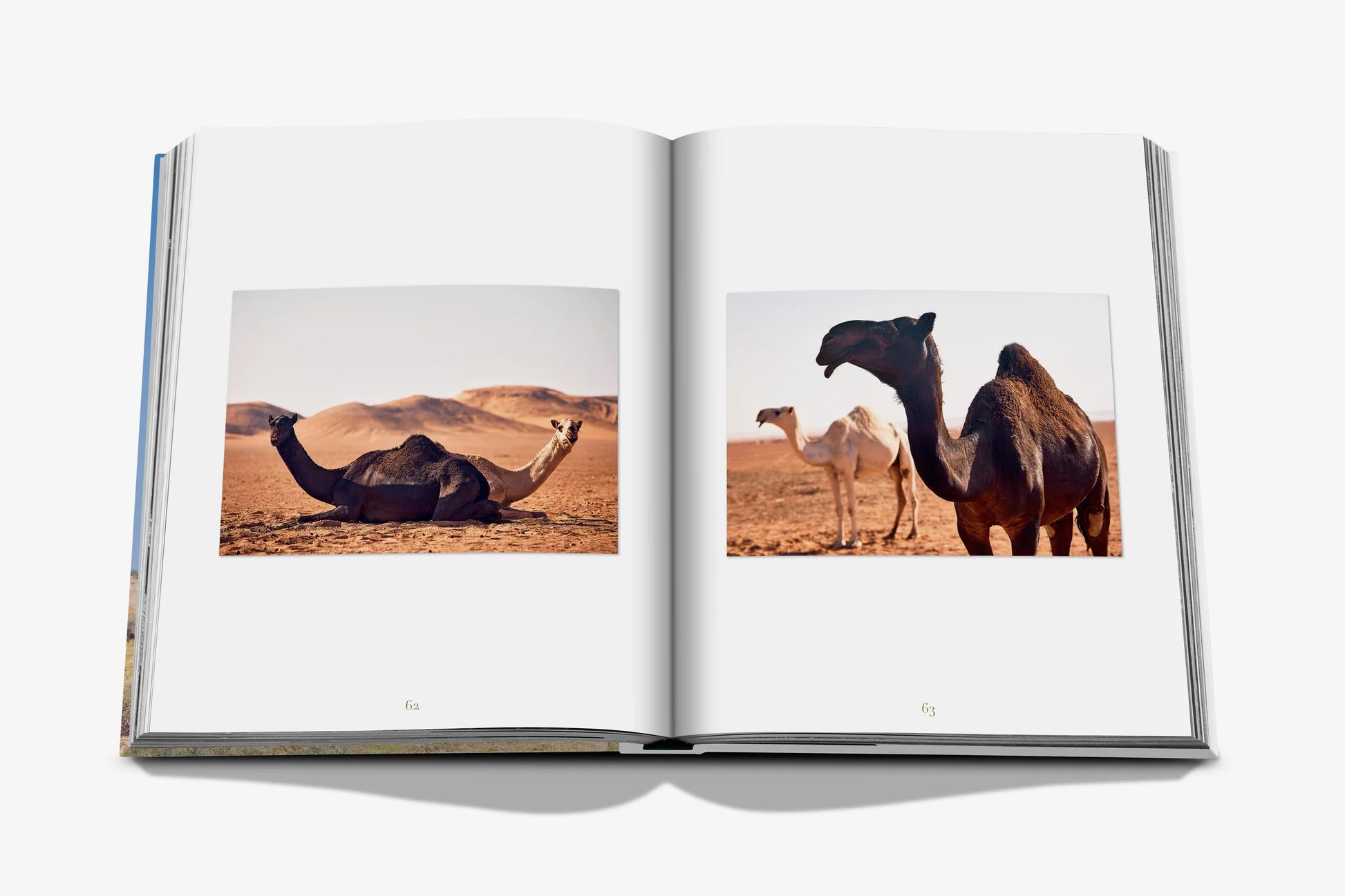 Camels from Saudi Arabia (Classic)