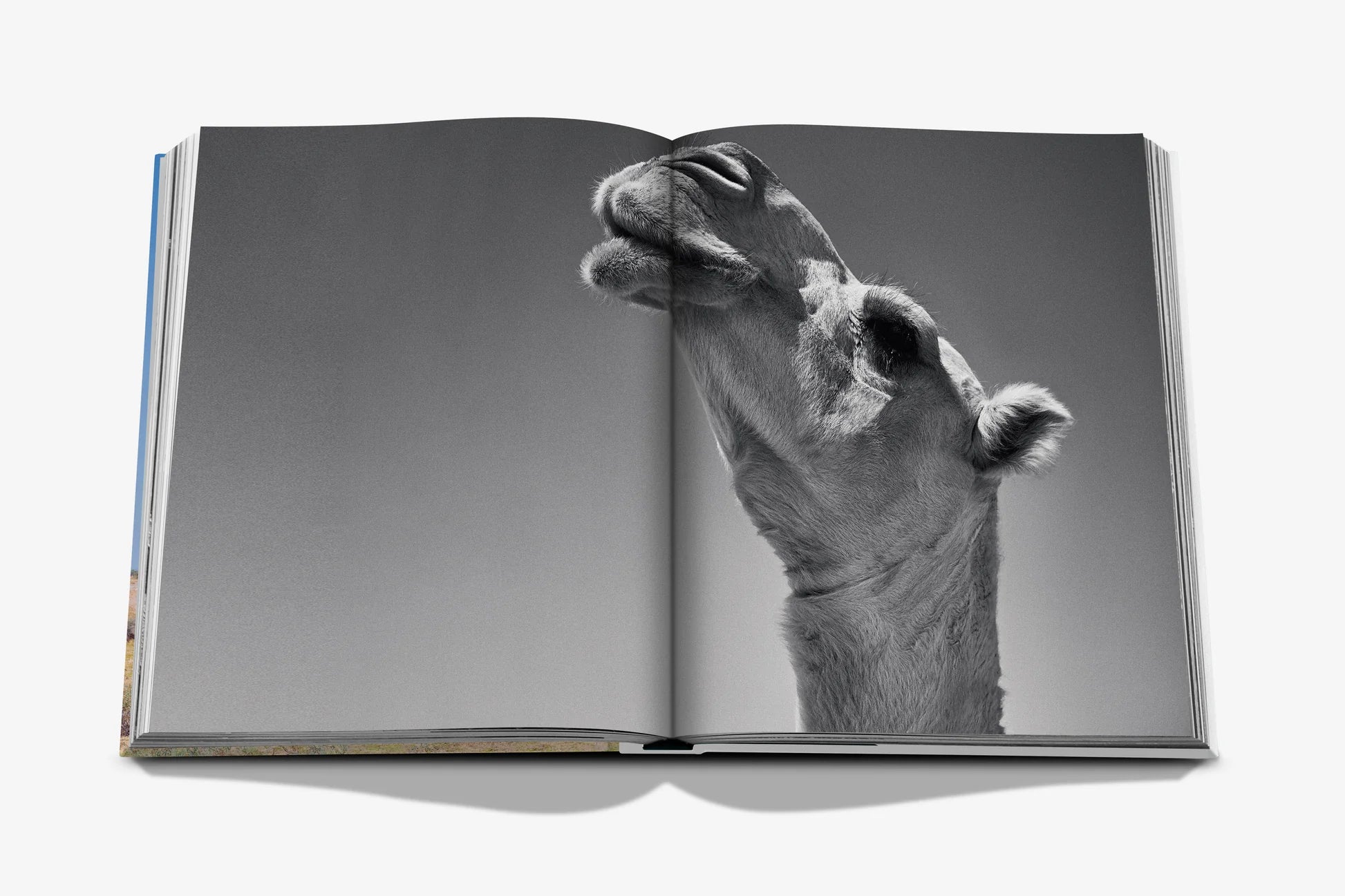 Camels from Saudi Arabia (Classic)