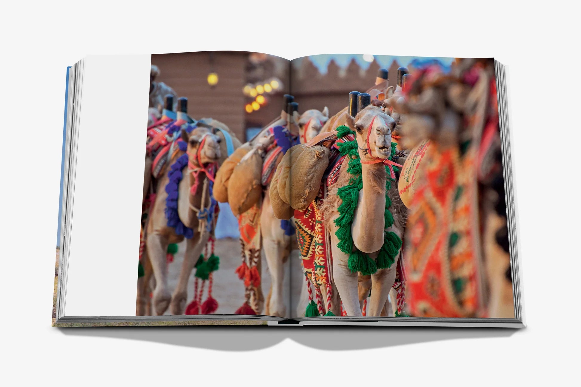 Camels from Saudi Arabia (Classic)