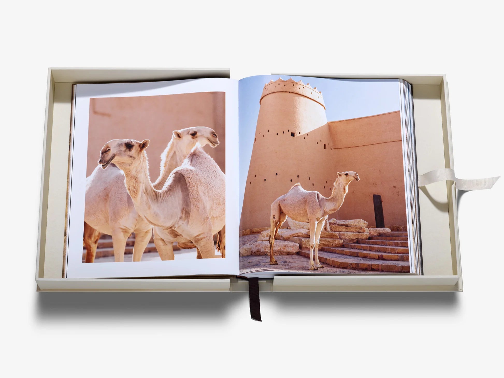 Grace in The Desert: The Beauty of Saudi Arabia's Camels