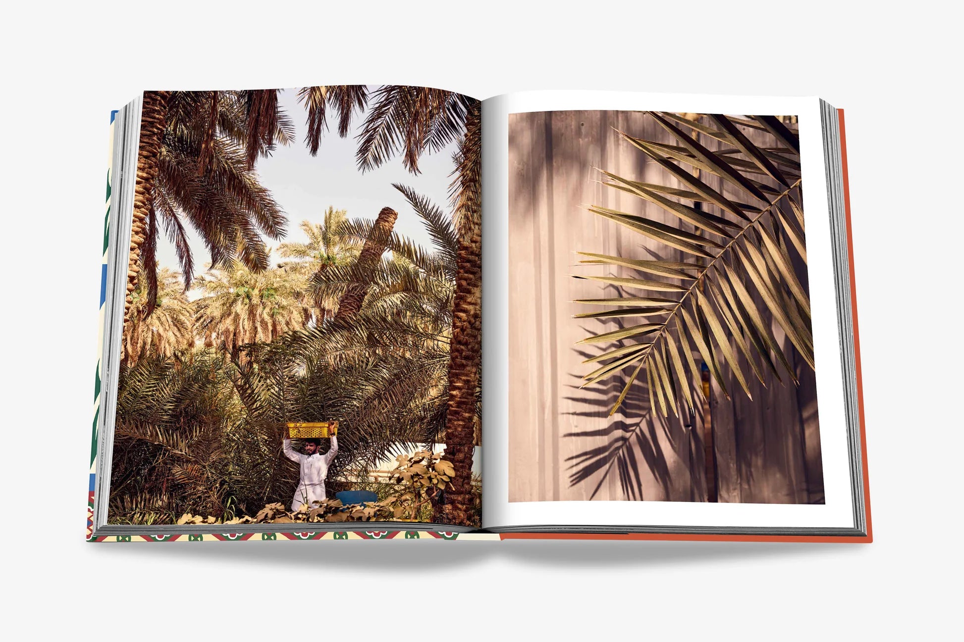 أسولين - التمور السعودية: صورة لكتاب الفاكهة المقدسة