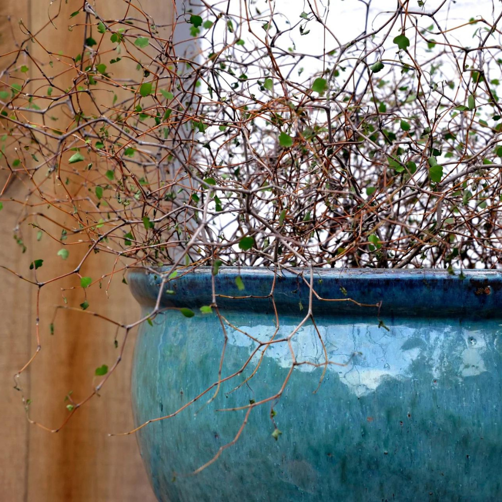 MEGA COLLECTIONS Glazed Bavaria Celadon Large Green Pot