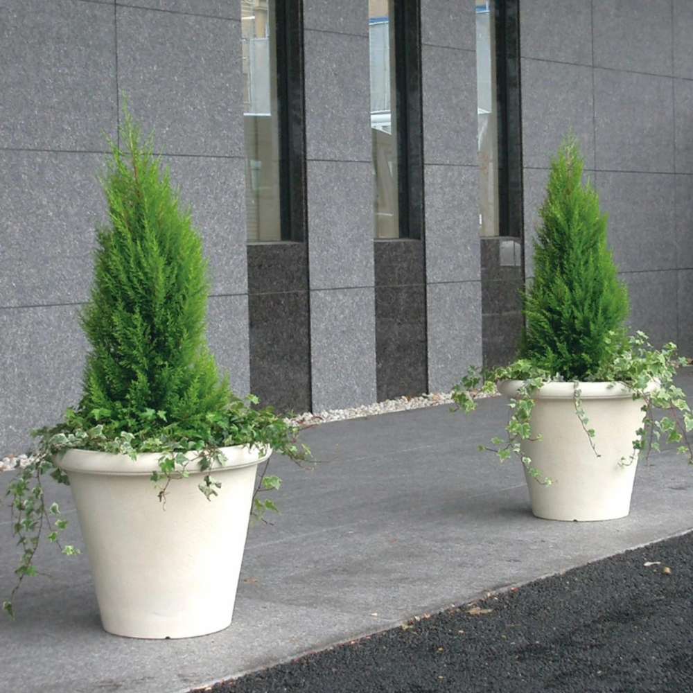 سيرالونجا 1825 كاميليا وعاء أبيض صغير